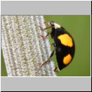 Harmonia axyridis - Asiatischer Marienkaefer 69b.jpg